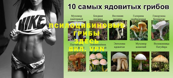 крисы Баксан